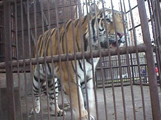 tijger in gevangenschap
